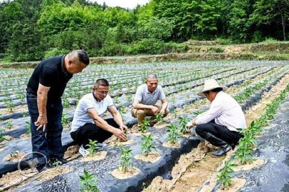 东至县昭潭镇：多点发力 锻造硬核“领头雁”队伍